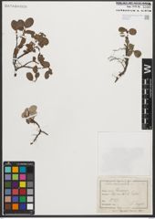 Foto von Salix reticulata L.